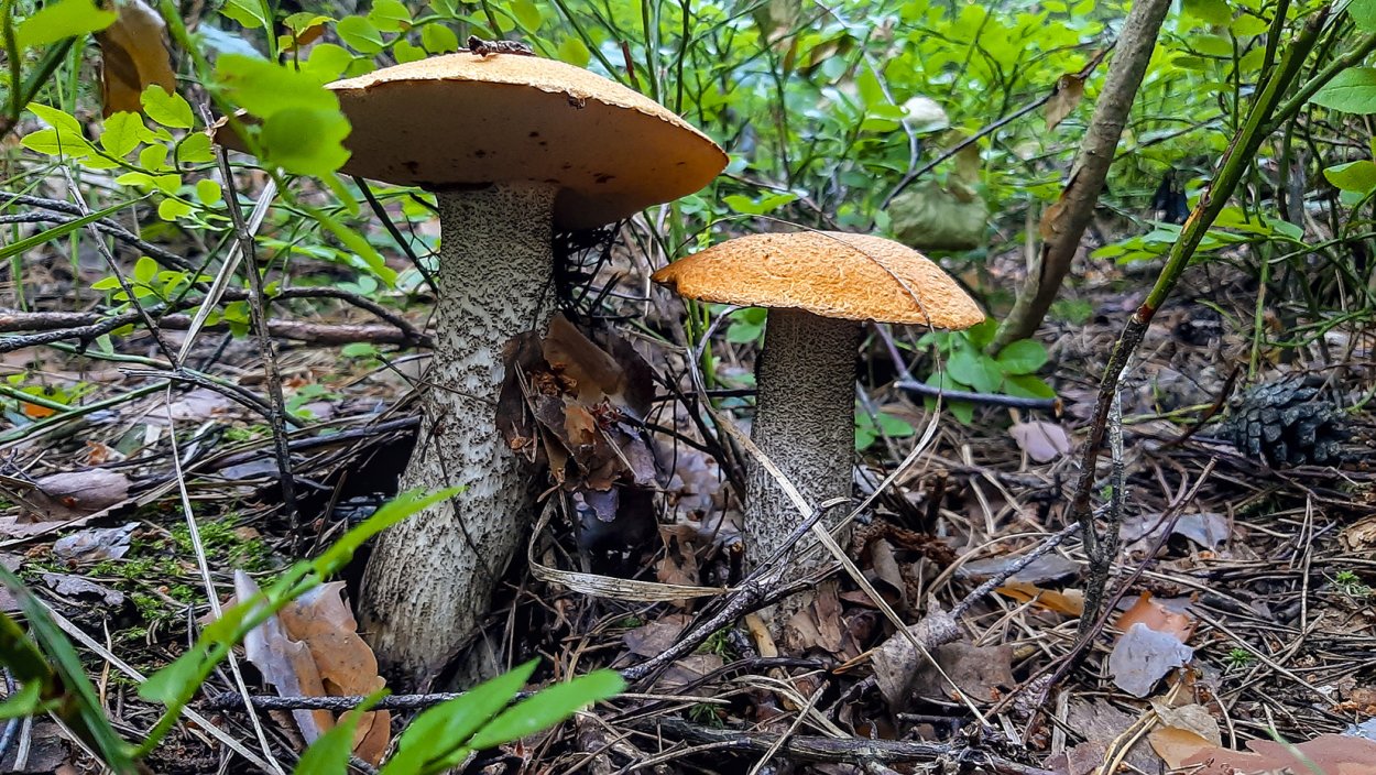 Болотный подосиновик