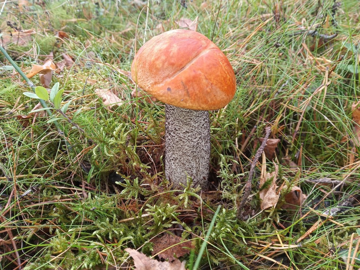 Подосиновик гигант