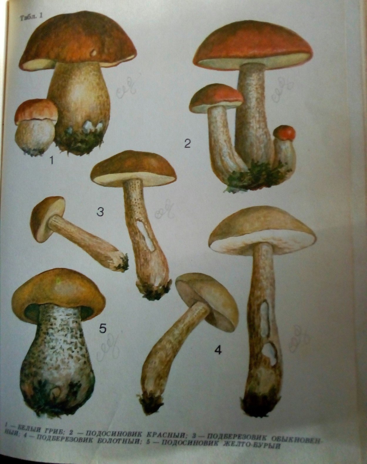 Подосиновик красноголовик