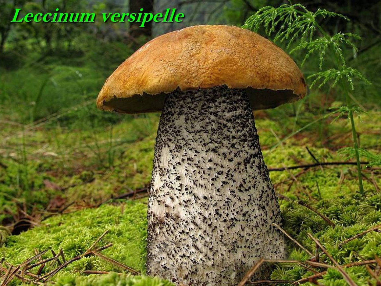 Подосиновик подберезовик обабок