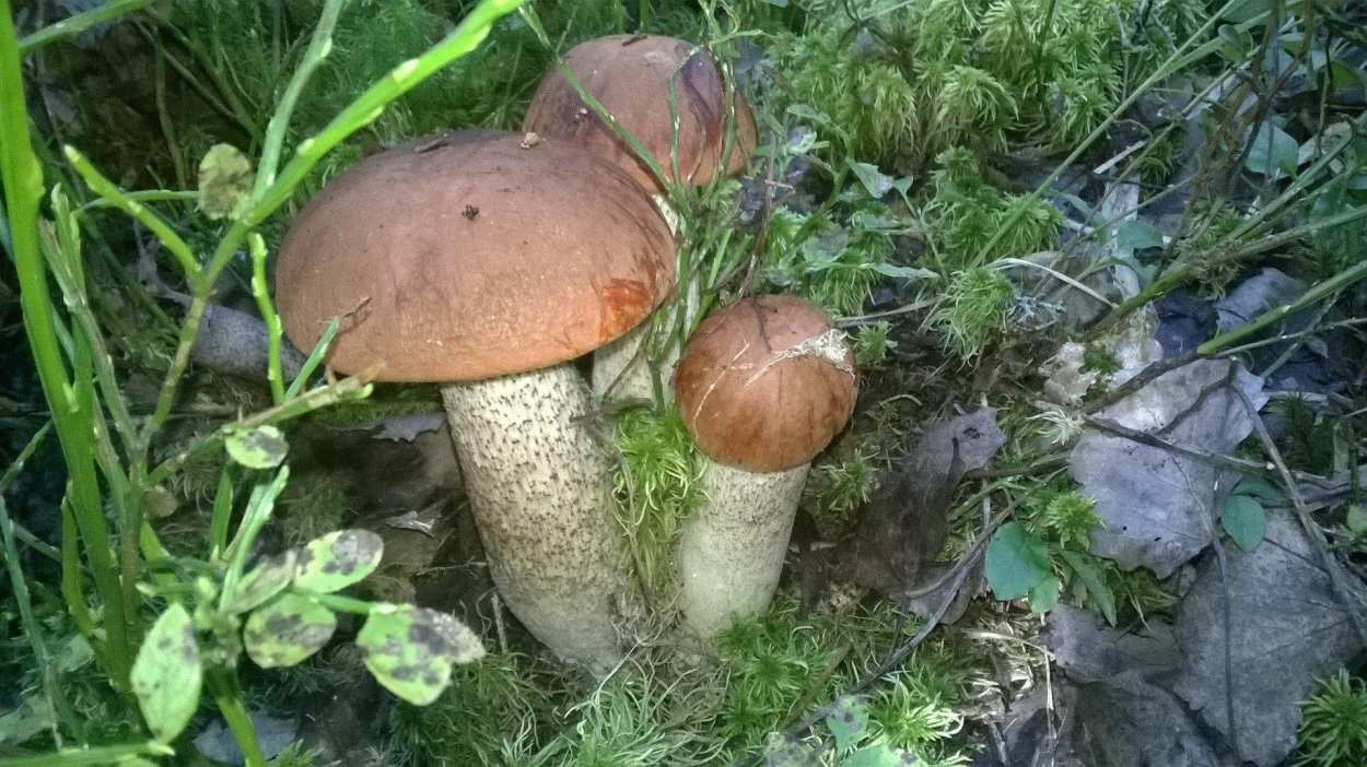 Грибы подберезовики Омск