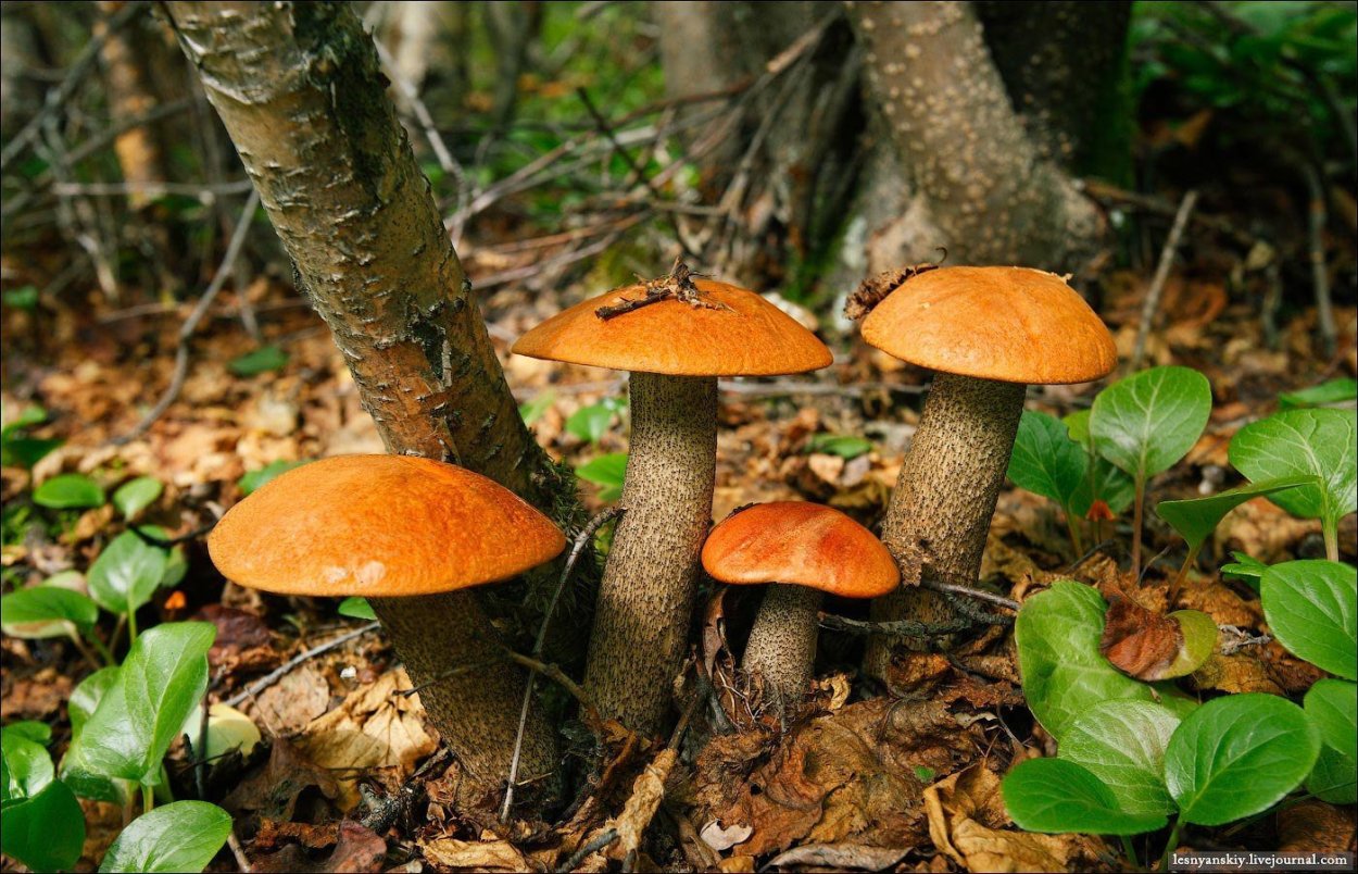 Подосиновик подберезовик рыжики