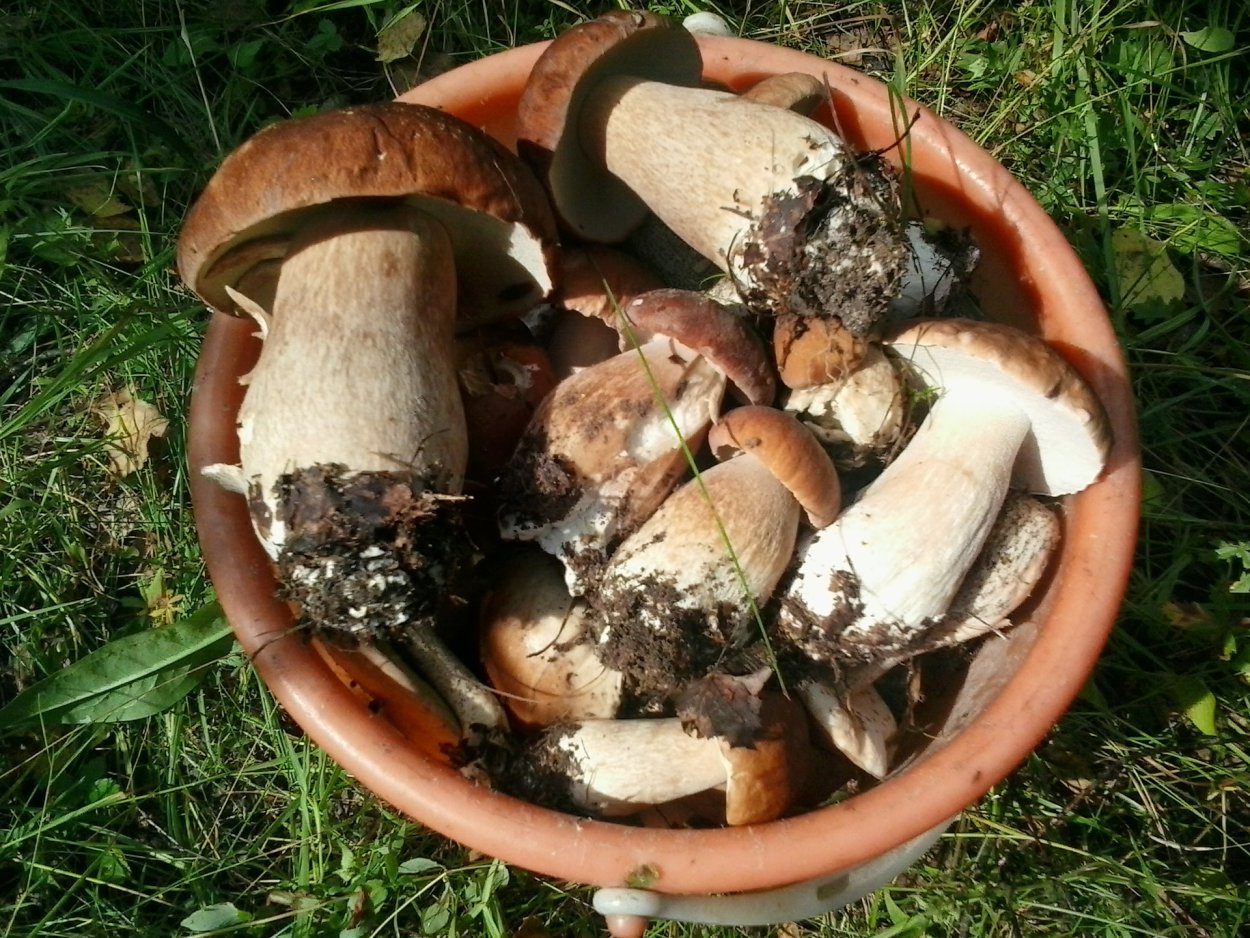 Съедобный гриб обабок