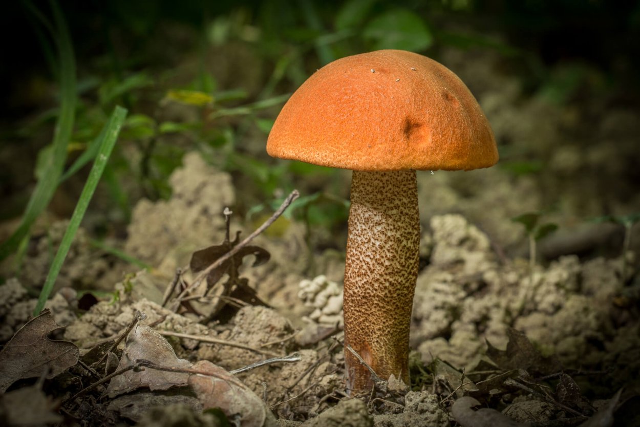 Тихая охота белые грибы