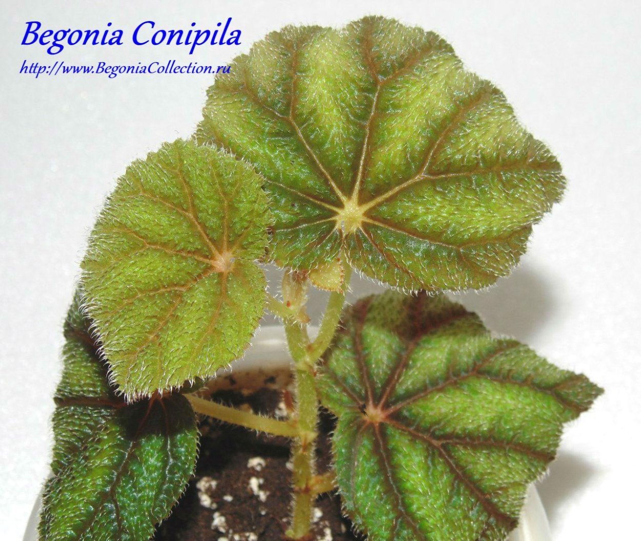 Бегония тростниковая