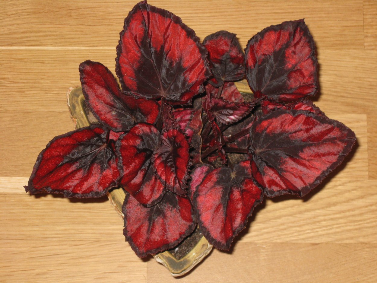 Бегония краснолистная