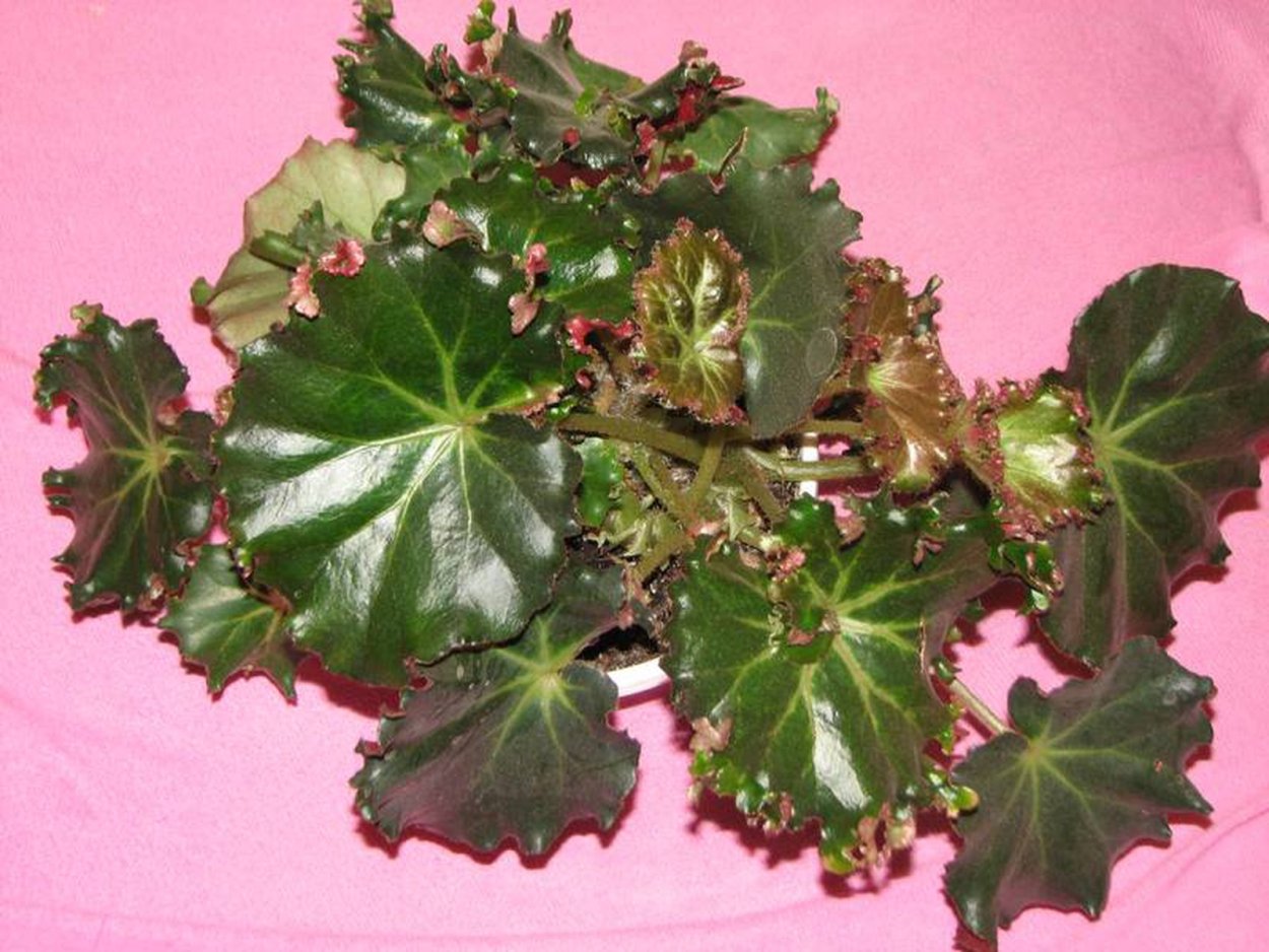 Бегония воротничковая Криспа