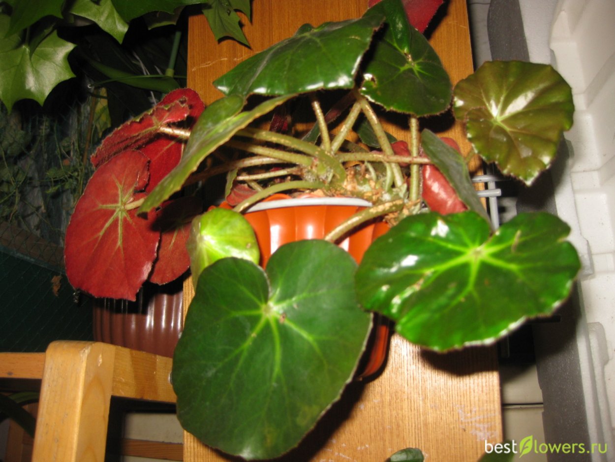 Бегония краснолистная Фисто