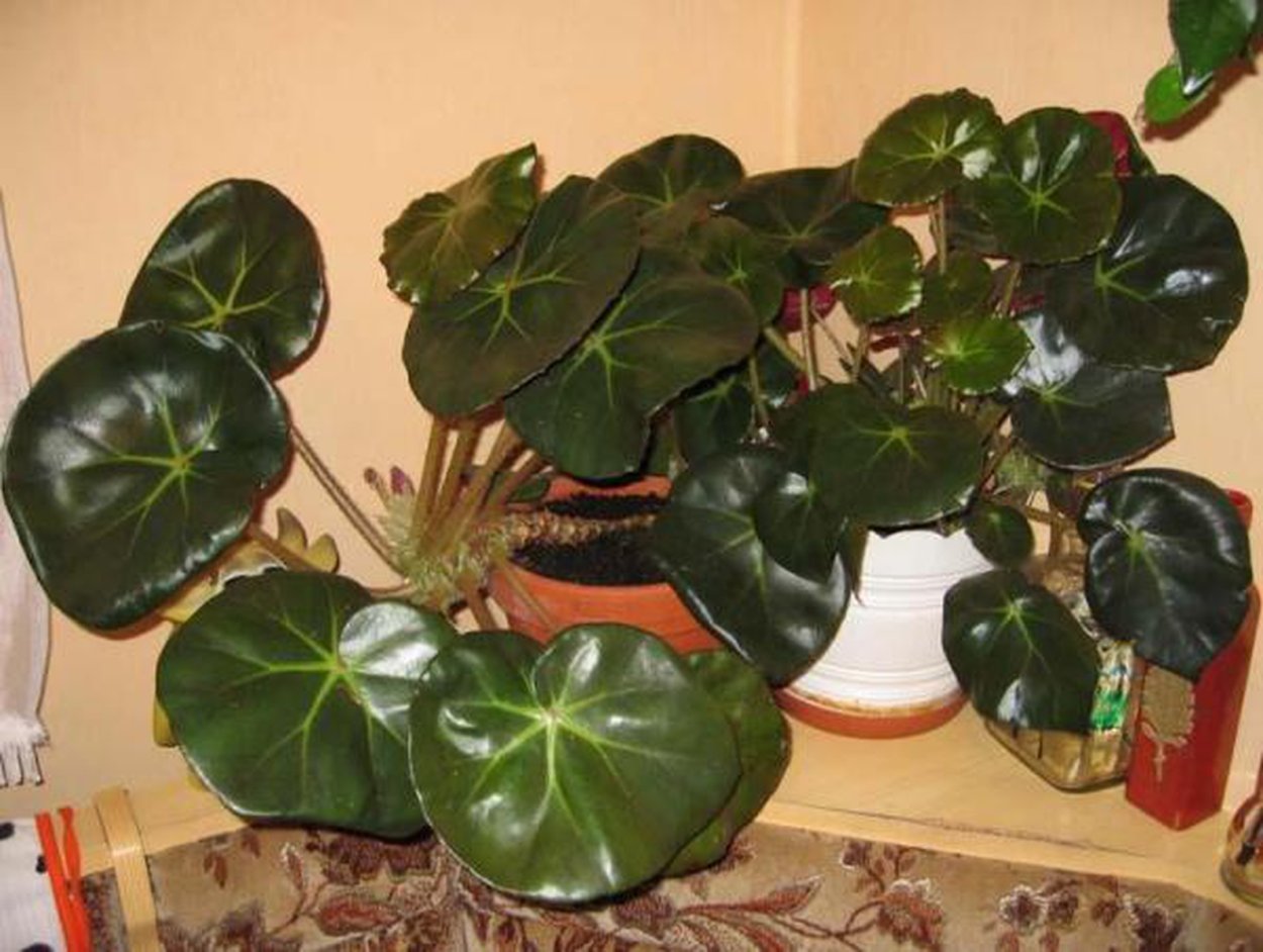 Бегония лотосолистная