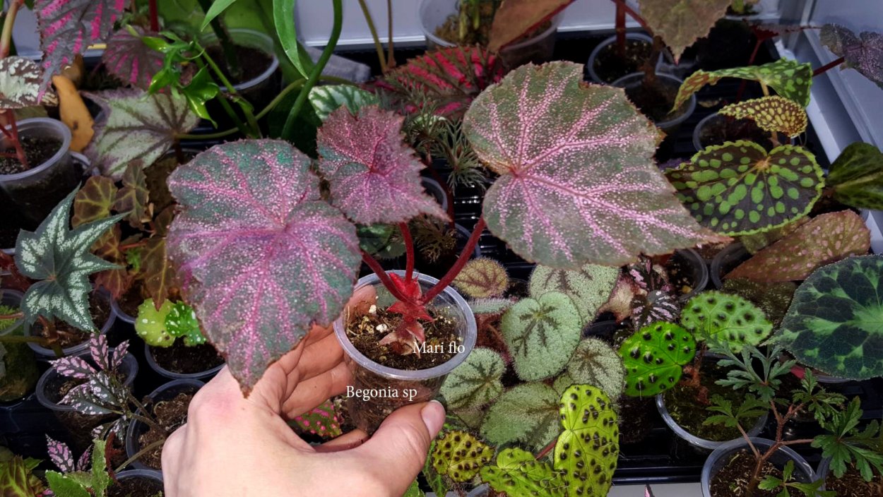 Dracopelta бегония декоративнолиственная