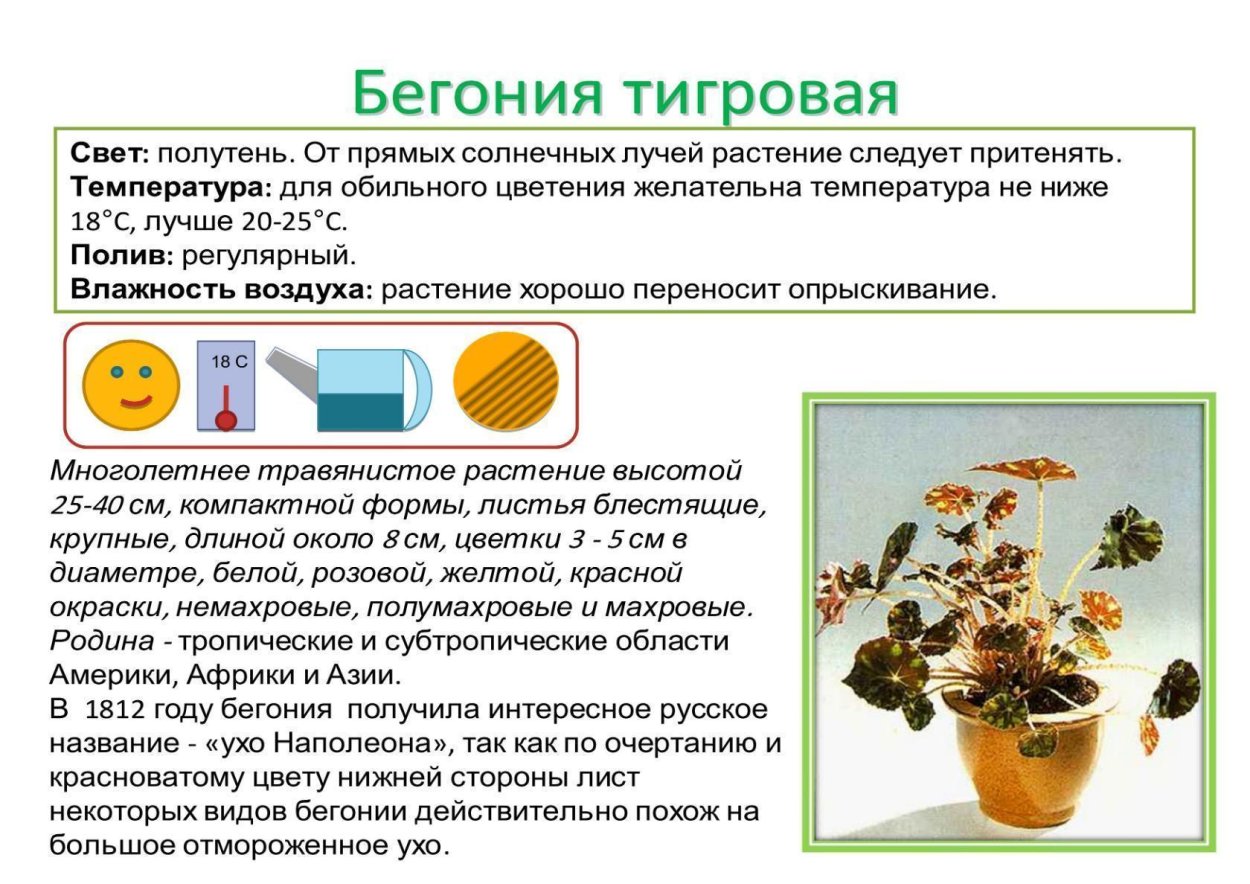 Бегония тигровая паспорт растения