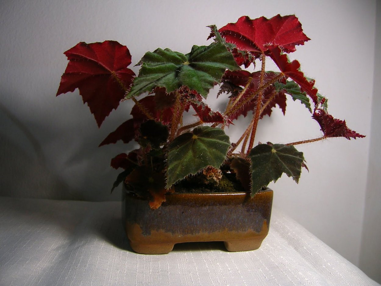 Бегония Клеопатра Begonia Cleopatra