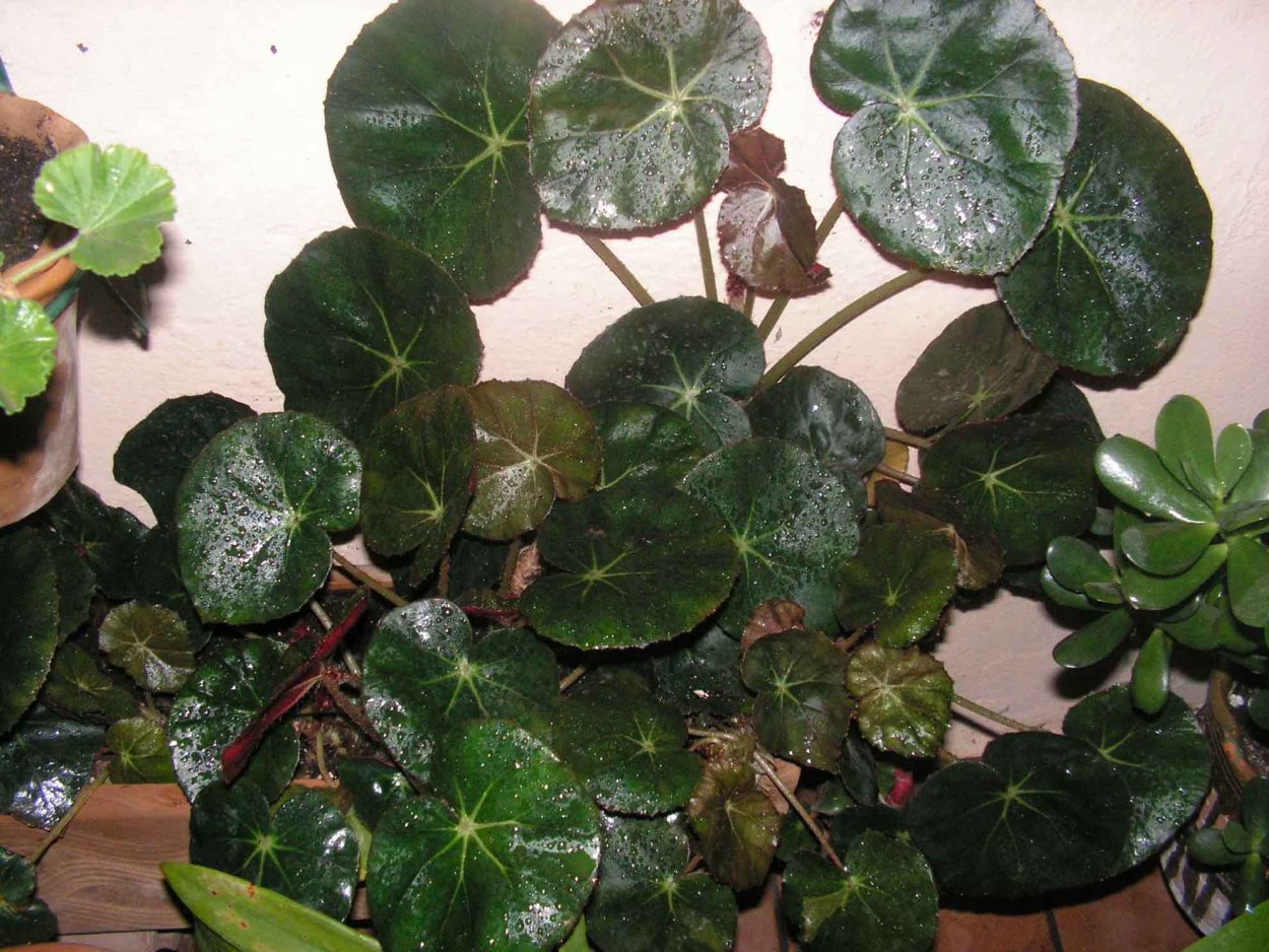 Бегония erythrophylla Bunchii