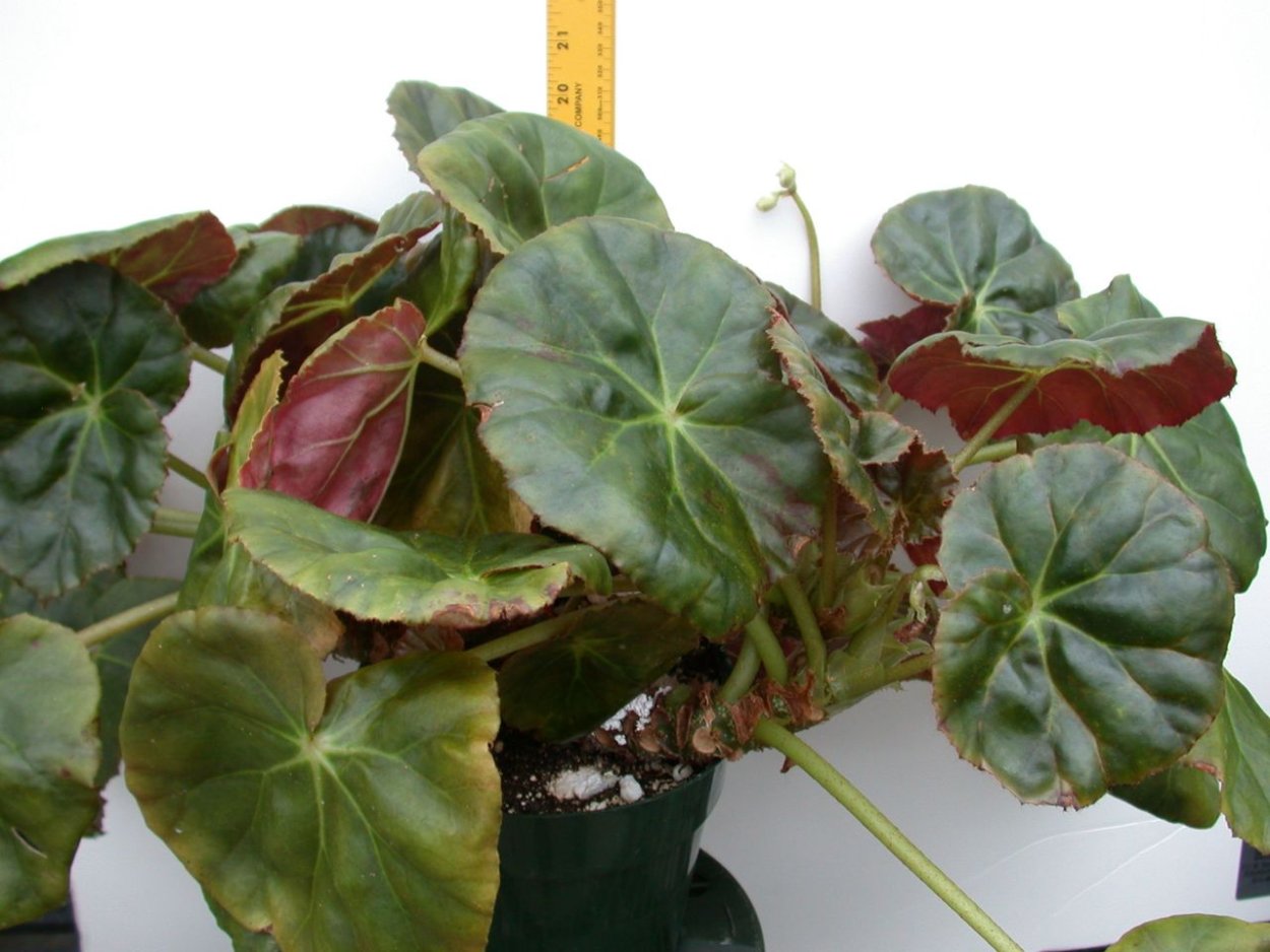 Бегония фиста цветение