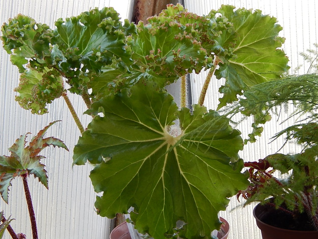 Бегония воротничковая Криспа