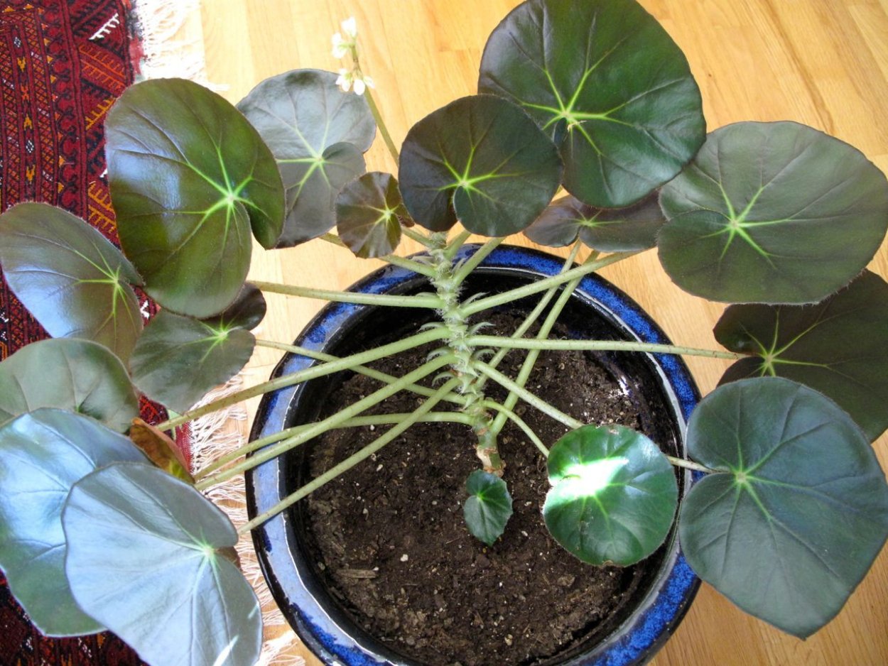 Бегония краснолистная