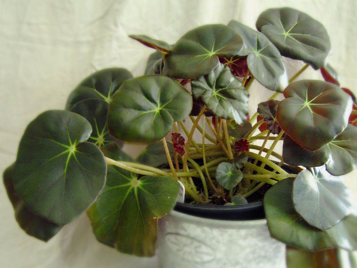 Бегом ия прастн олистная