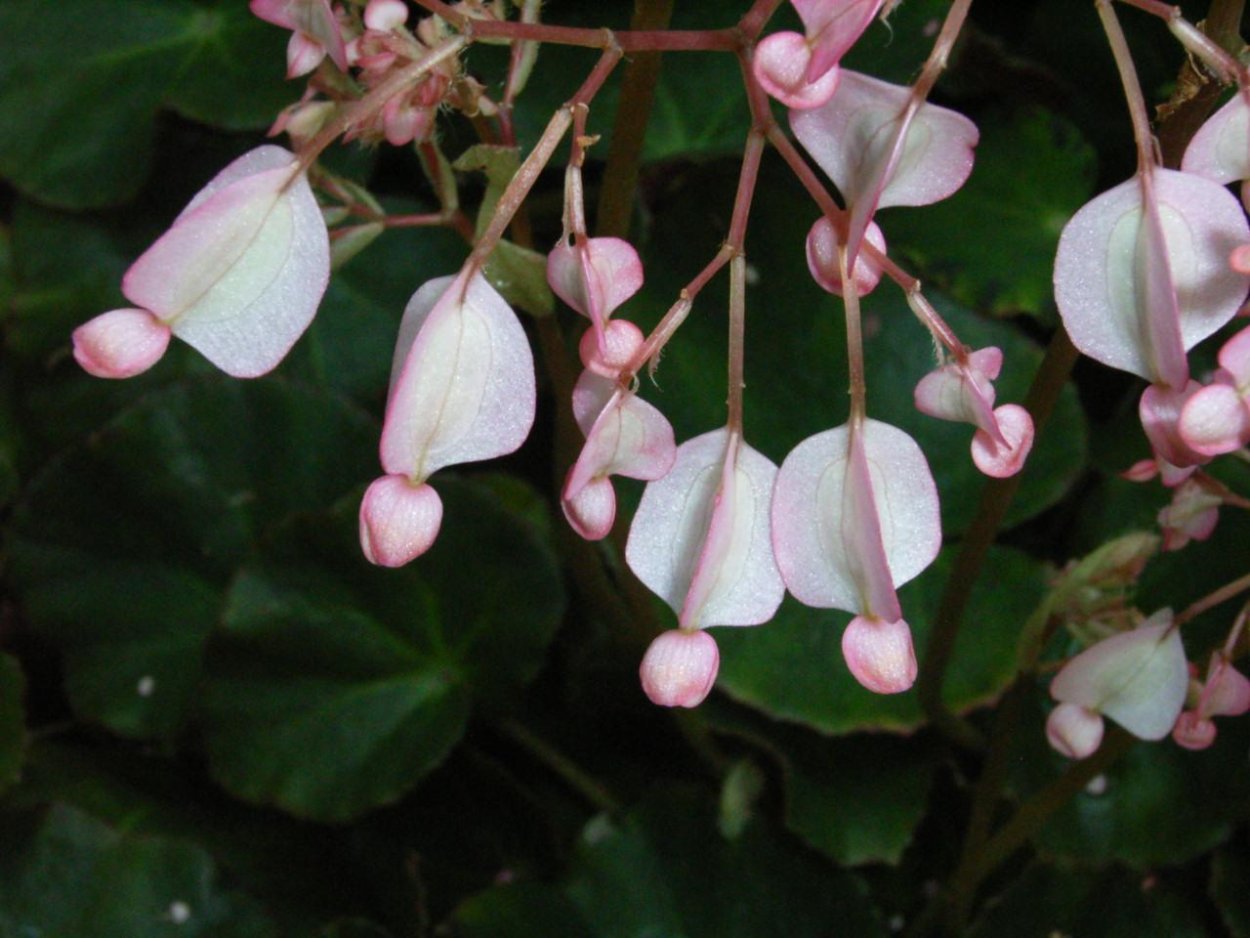 Бегония краснолистная