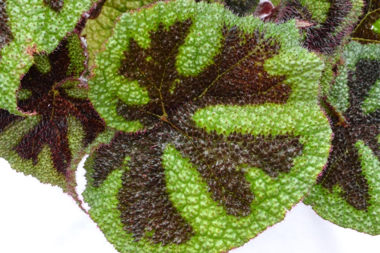 Бегония Инка escargot