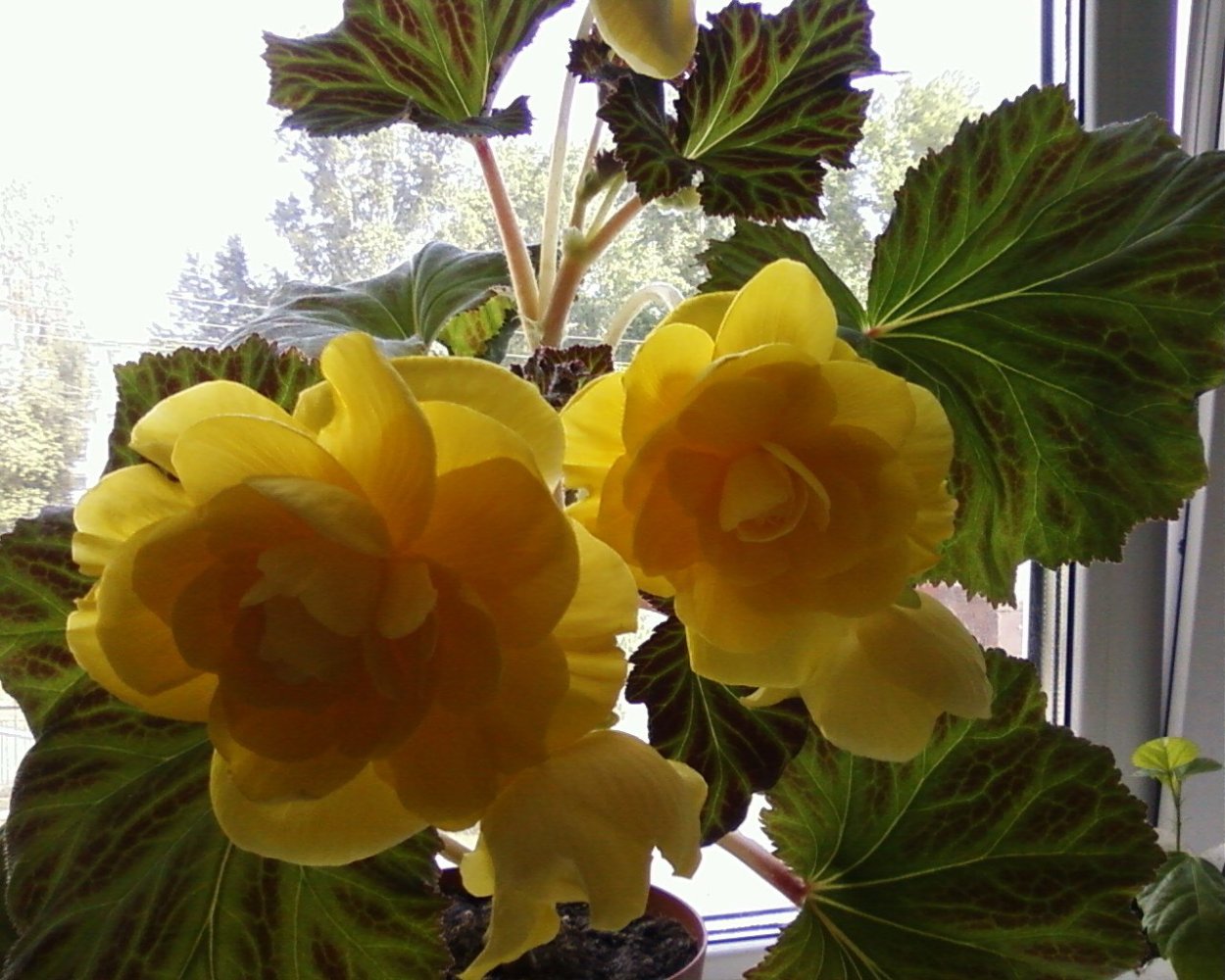 Бегония Buttercup