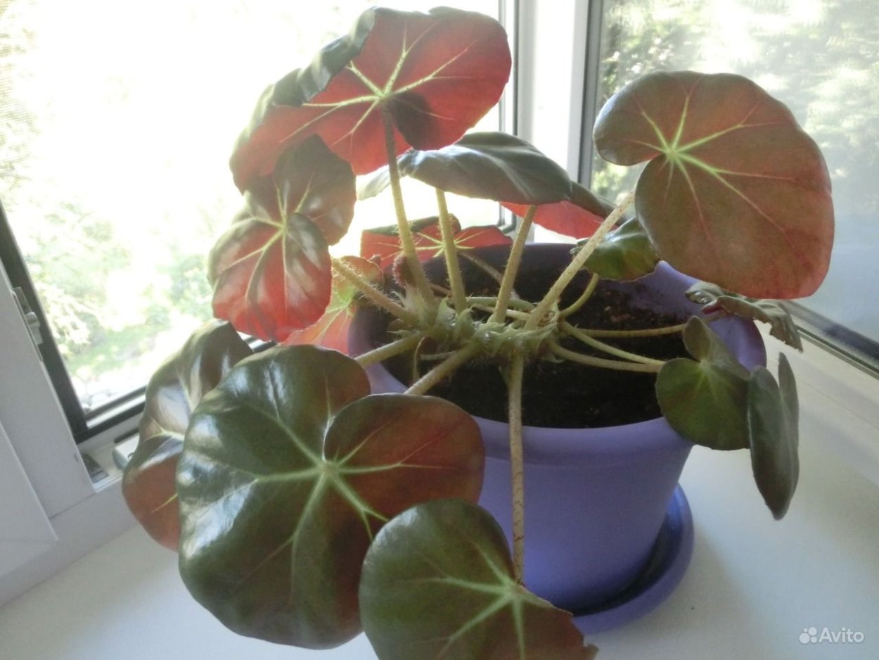 Бегония комнатная краснолистная