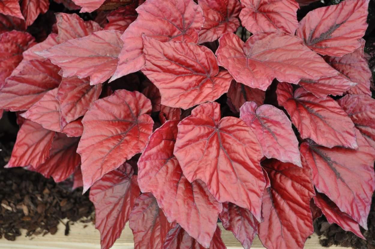 Бегония Red Shadow King