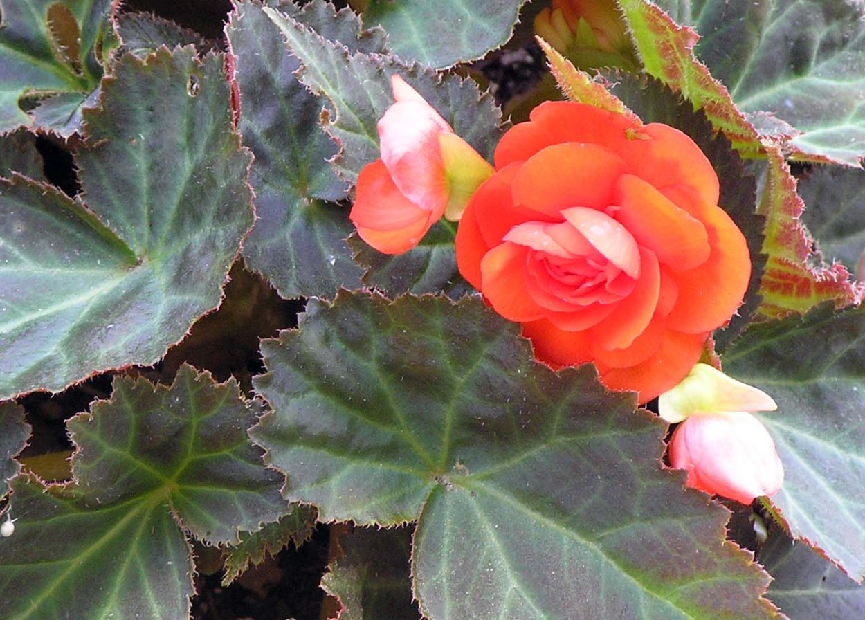 Бегония Пегасус