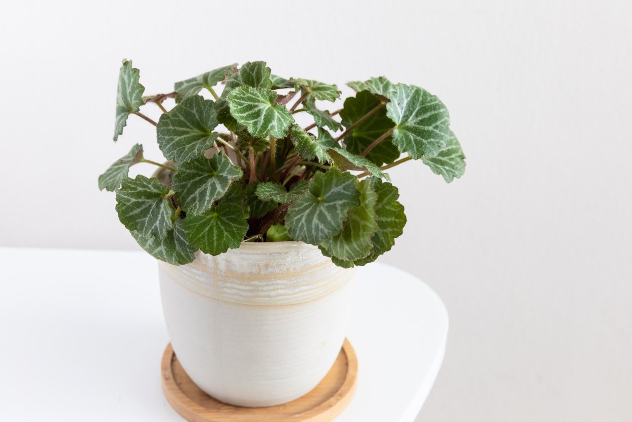 Земляничная бегония