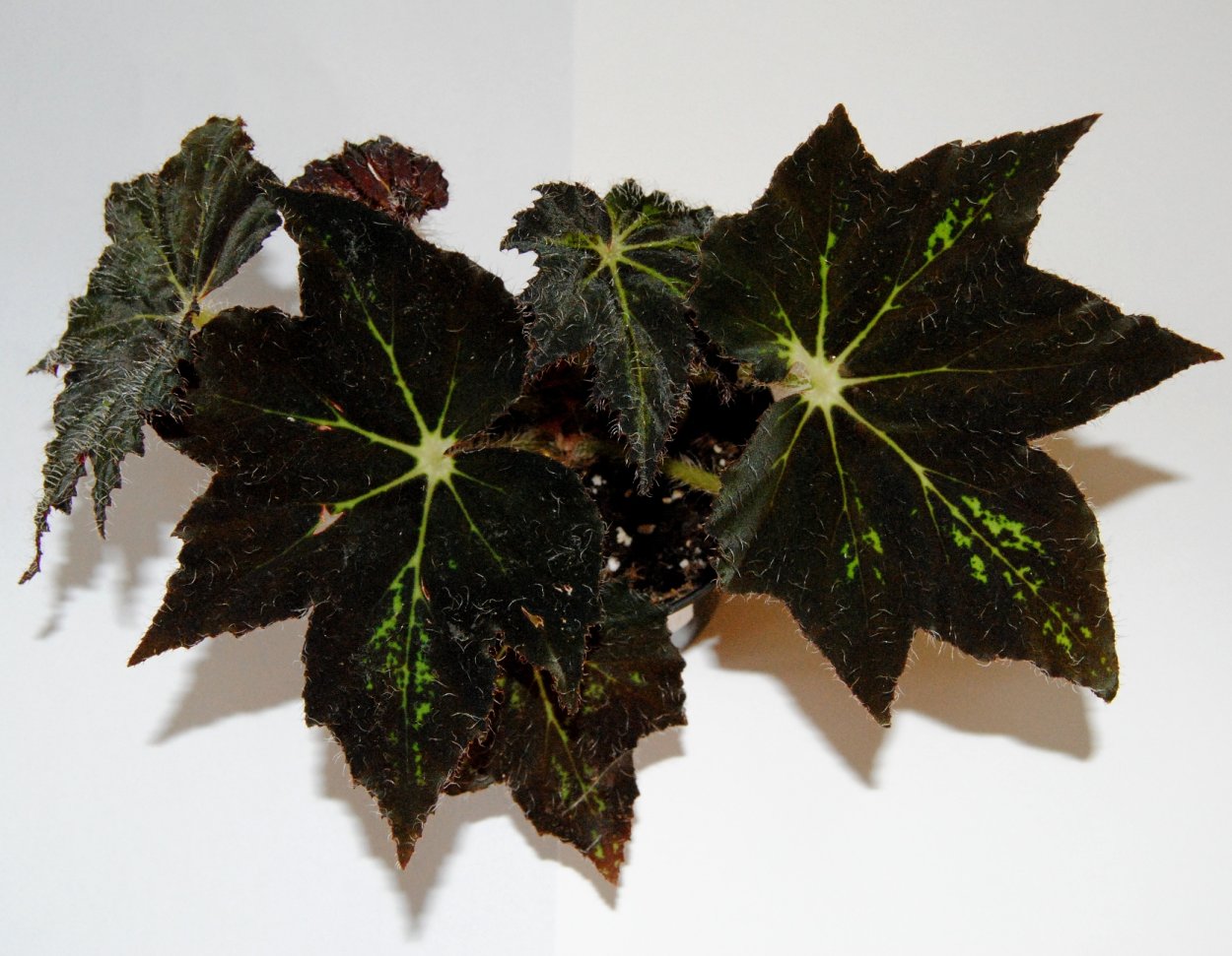 Бегония Palomar Prince