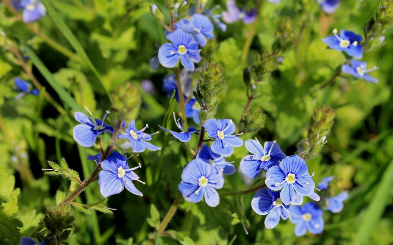 Лазурная Незабудка