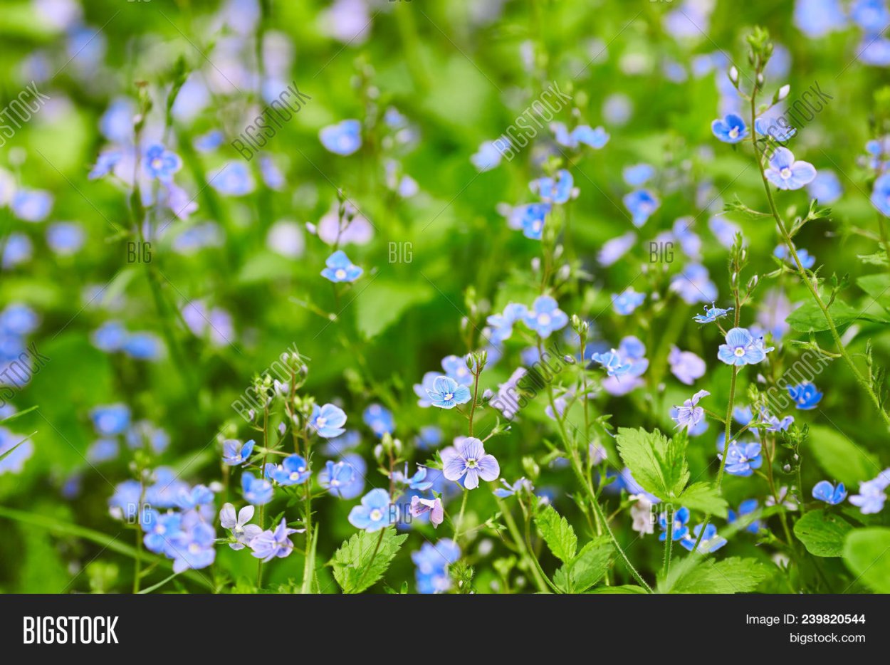 Трава с маленькими синими цветочками