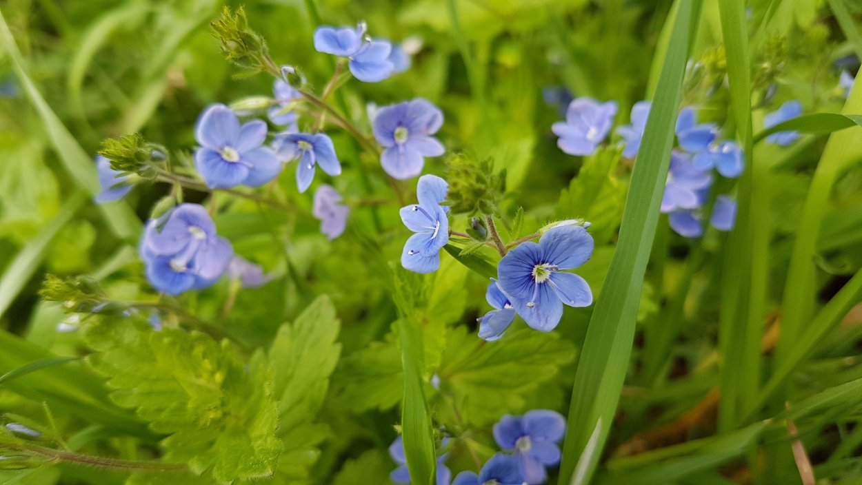 Вероника Дубравная растение
