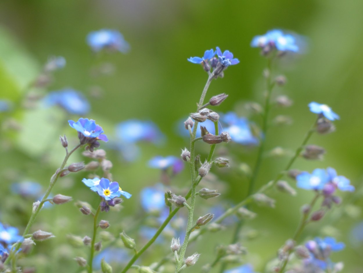 Трава с маленькими синими цветочками