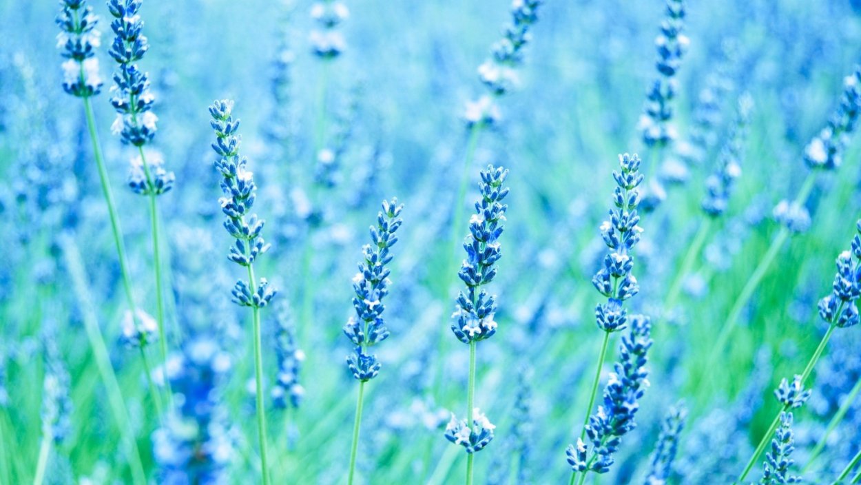 Барвинок полевой