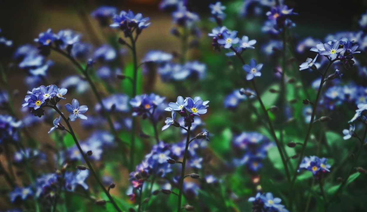 Сорная трава Незабудка