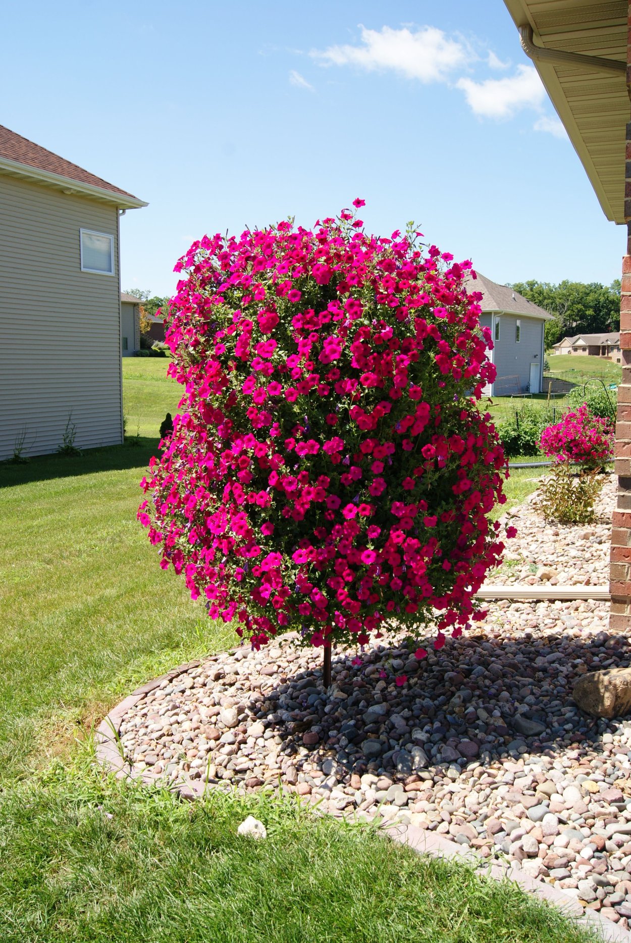 Петуниевое дерево