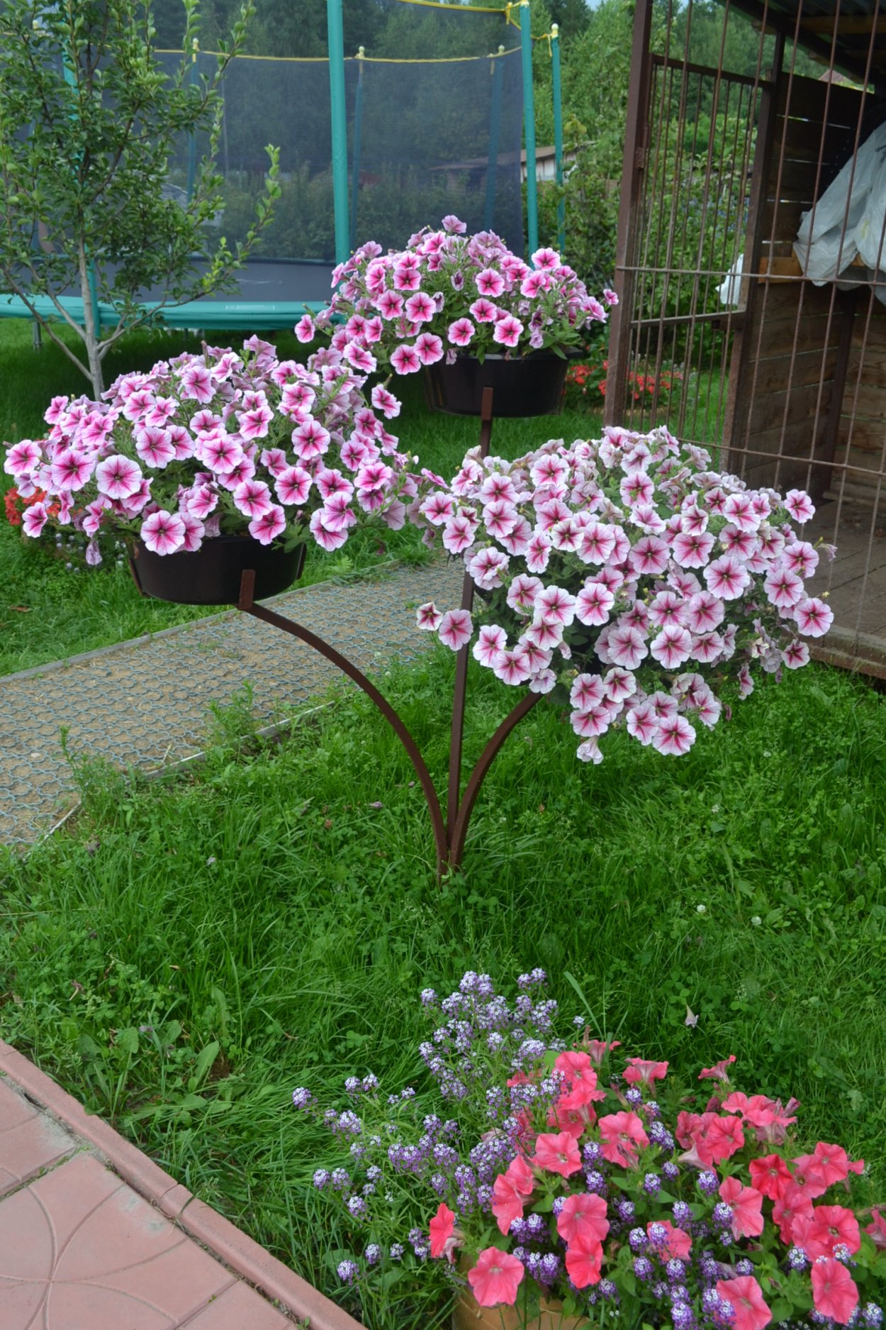 Петунья древовидная