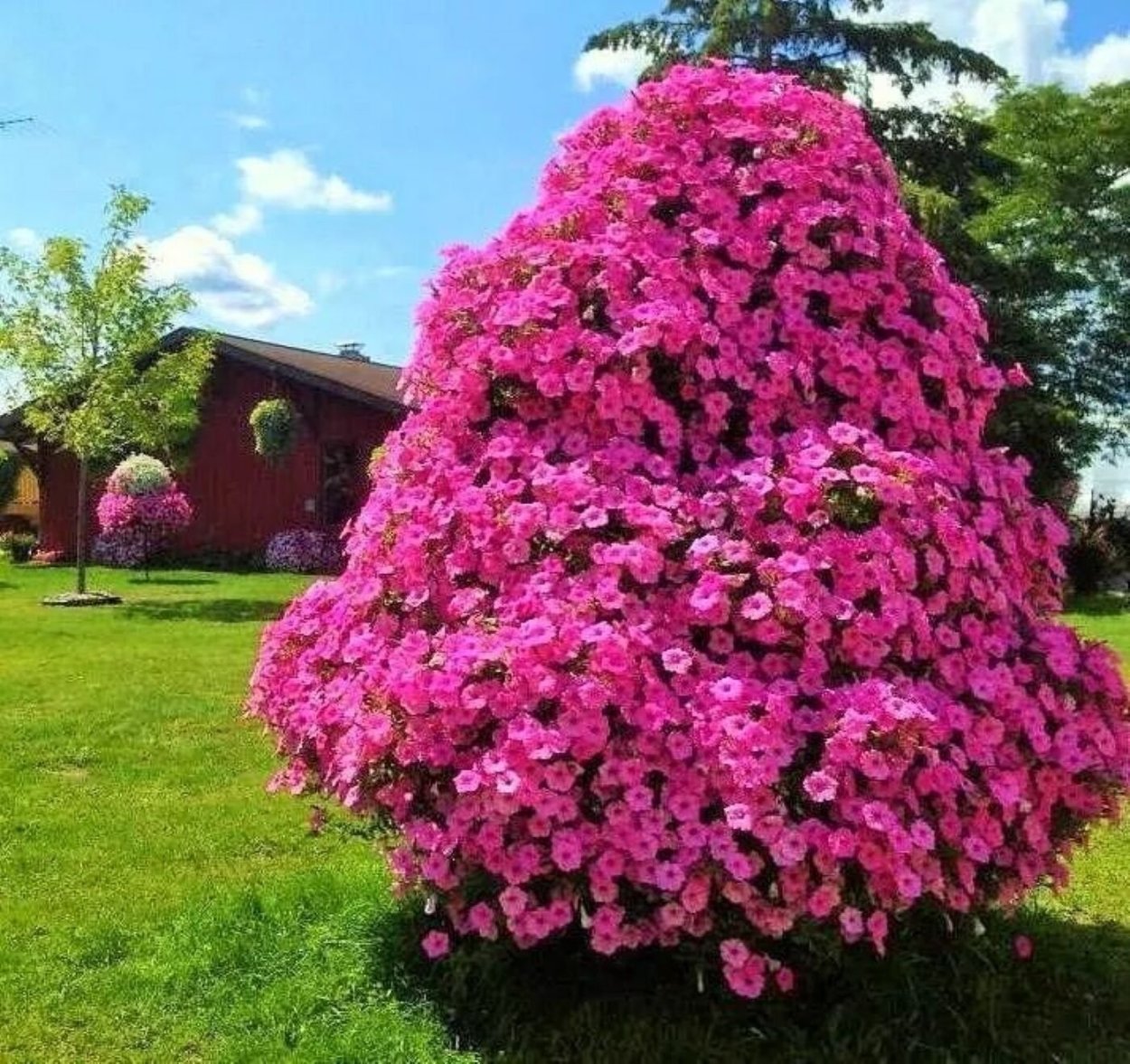 Петуниевое дерево