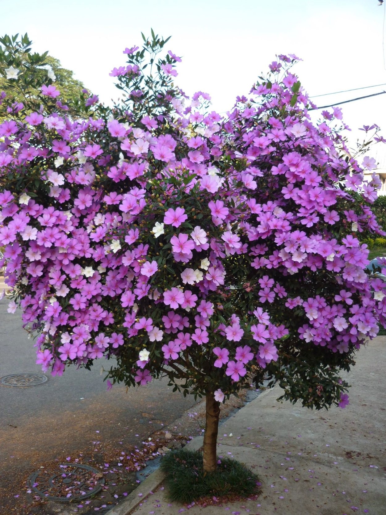 Дубай парк Гарден Павлины