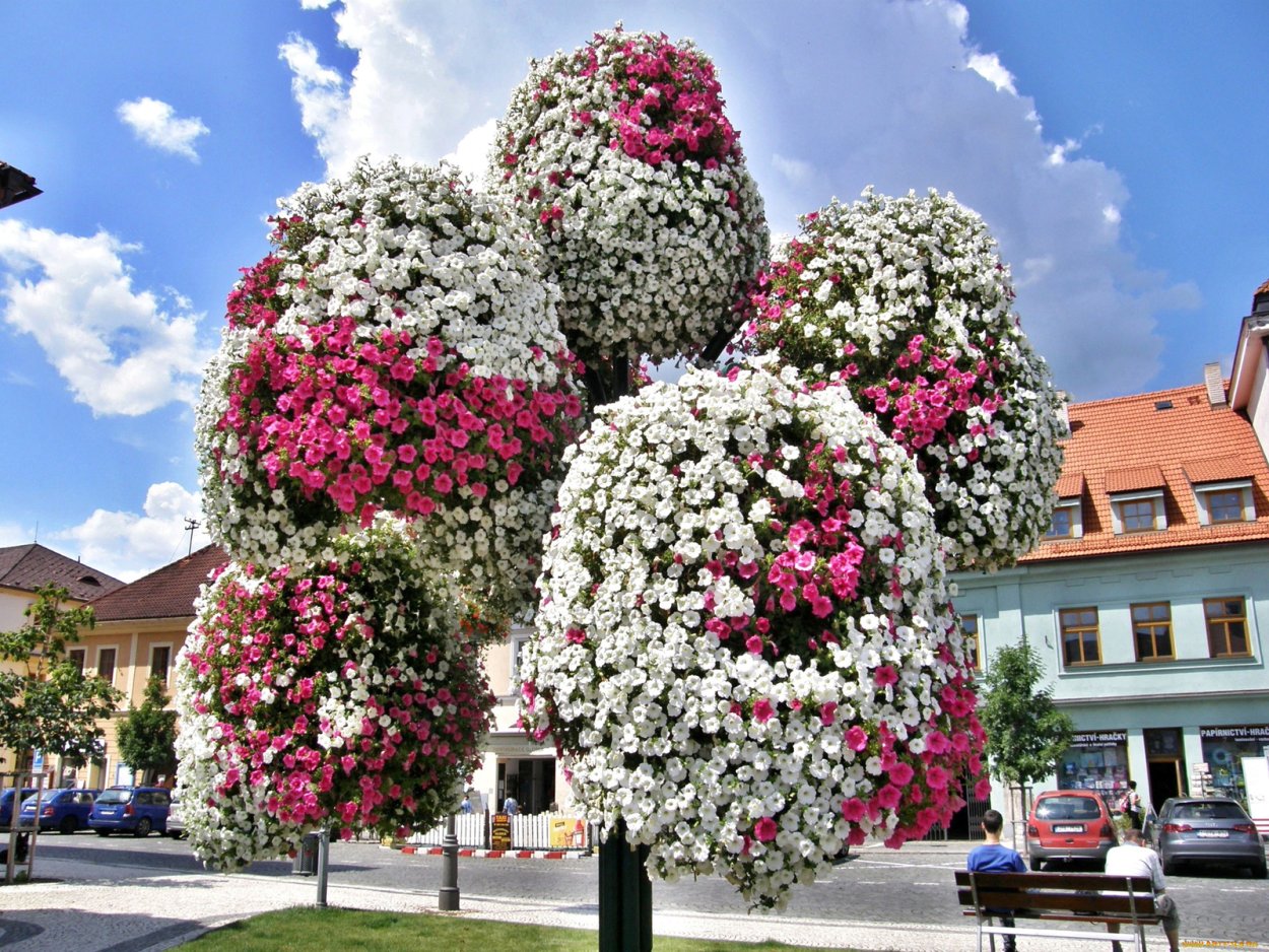 Дерево Мирра цветок