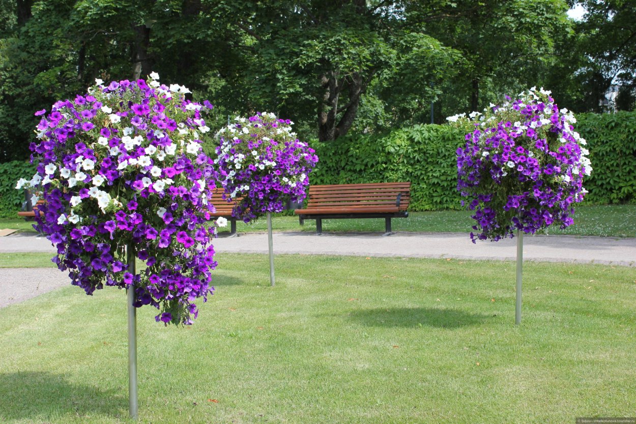 Дерево из петуний