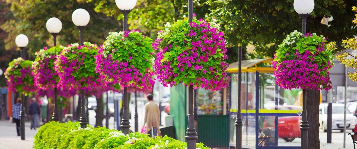 Рододендрон Канада