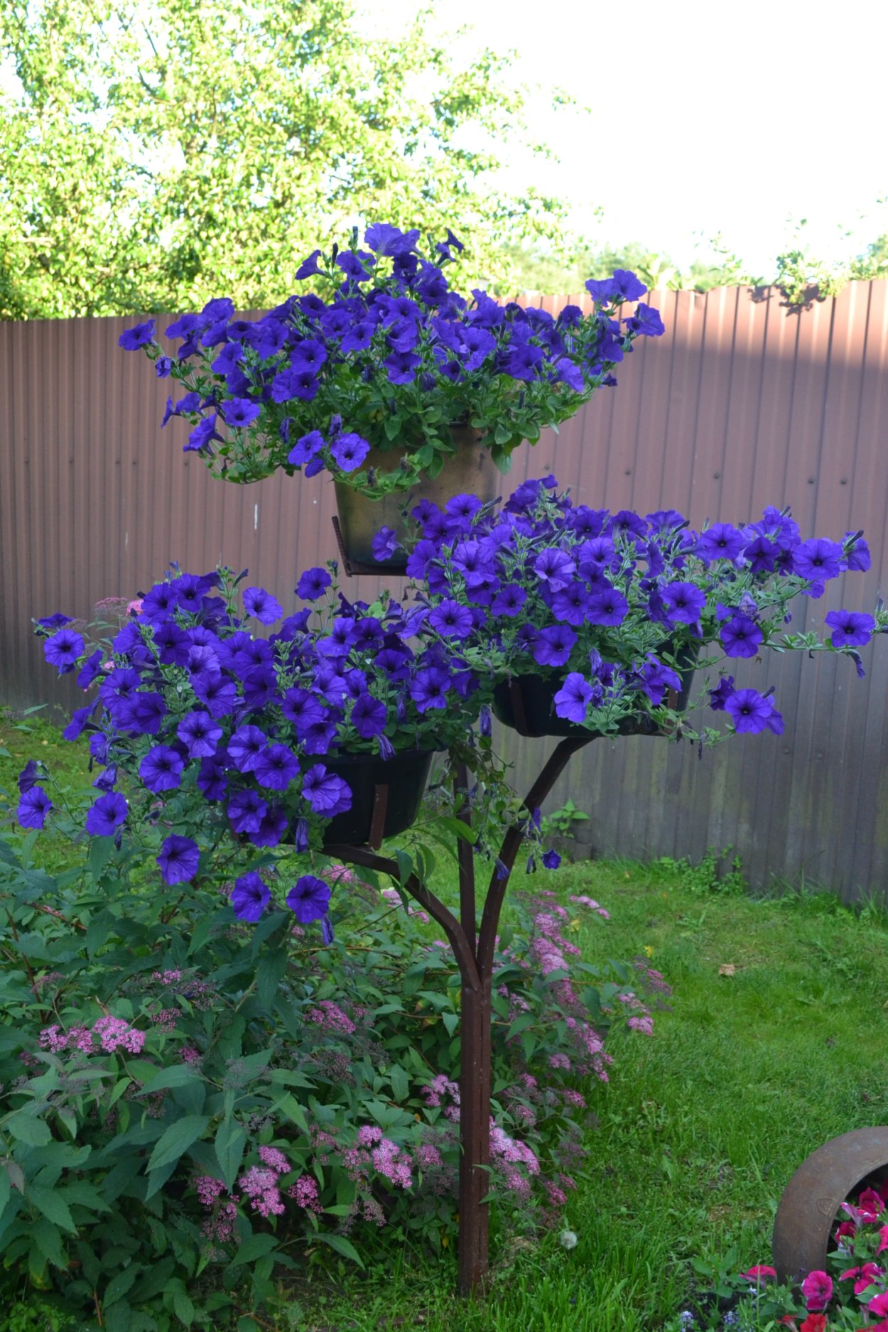 Штамбовая сирень Мейера