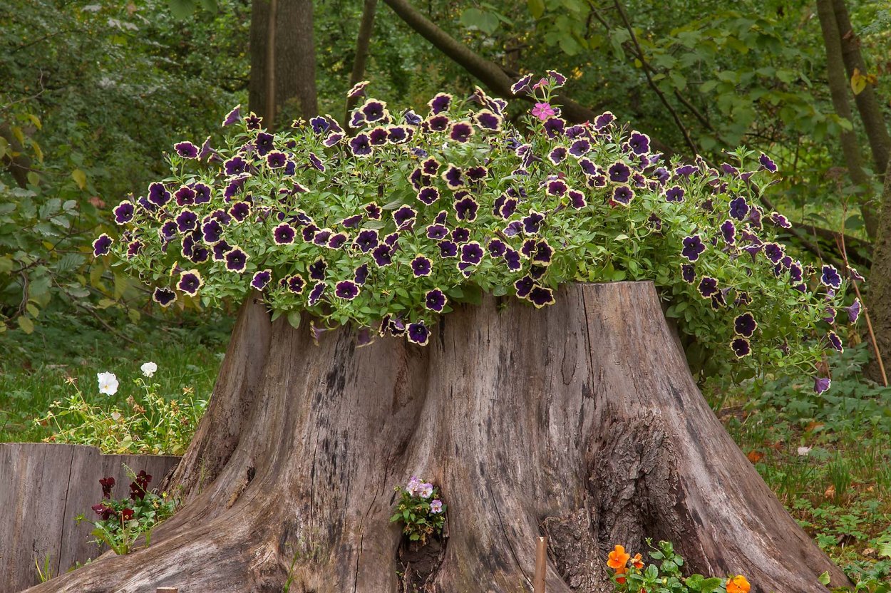 Петуния каскадная на клумбе