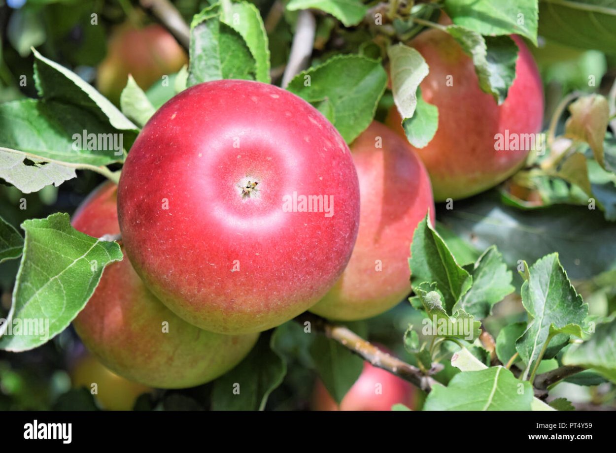 Яблочные плантации Нормандии