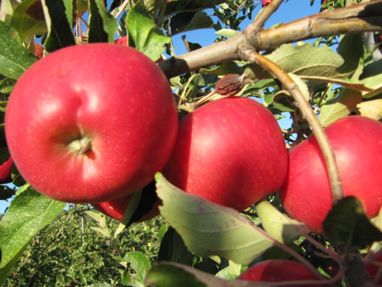 Яблоня Женева Эрли