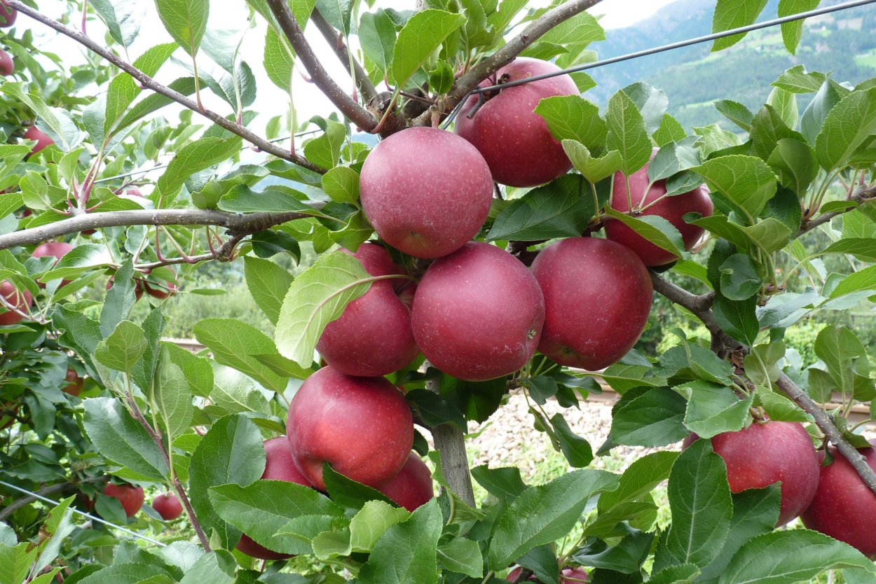 Яблоня ред Чиф