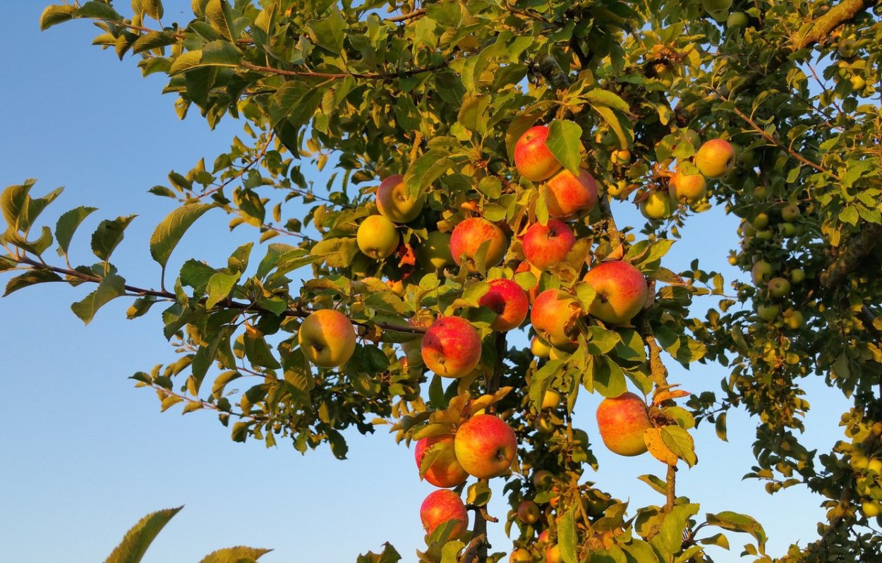 Яблоки Гала дарк Барон