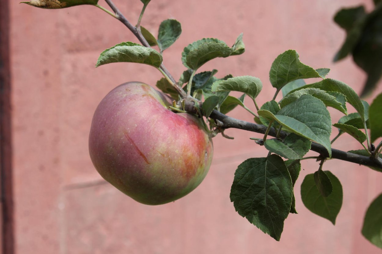 Яблоня анис Свердловский