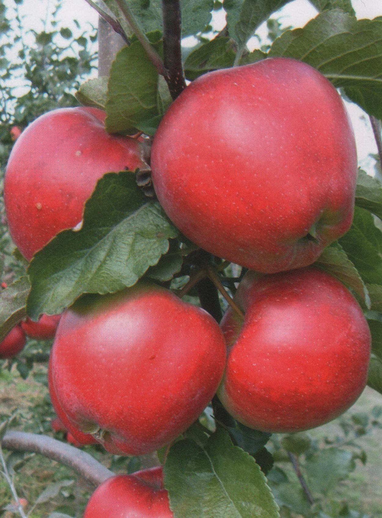 Яблоки на ветке